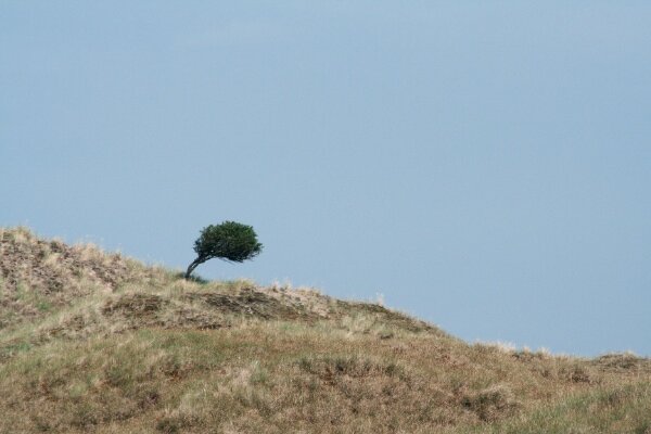 Writers, don't be a lonely tree