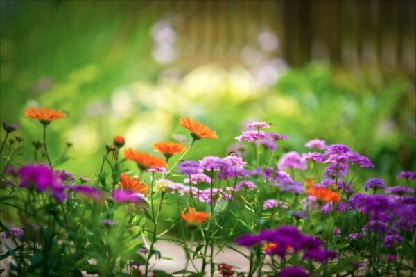 Fresh new flowers...and blogs
